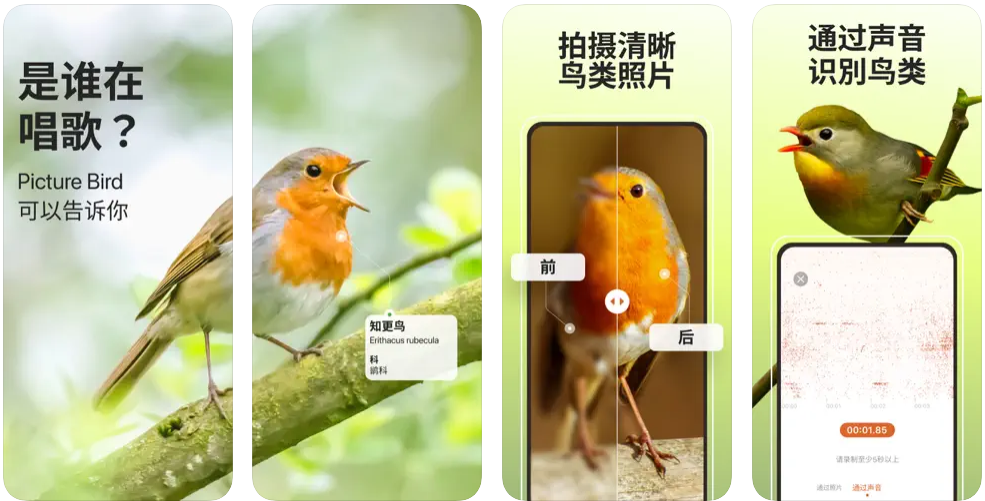 Picture Bird 拍照识鸟 鸟的名称和种类1秒识别